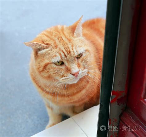 猫来家门口|来猫是什么兆头,猫来家里好不好